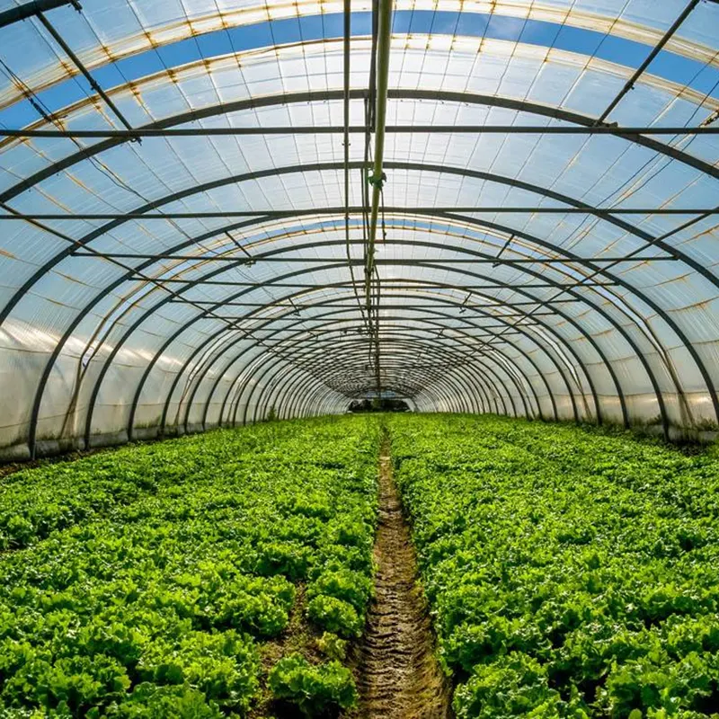Vegetable-Growing Multi-Span Greenhouse
