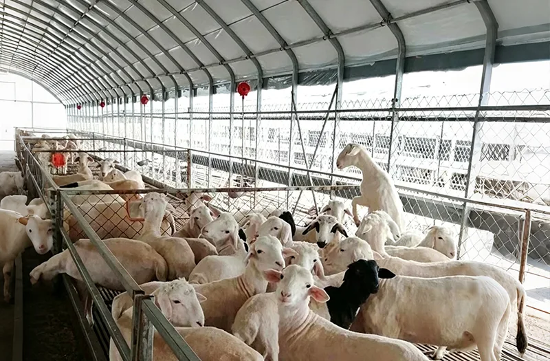 Livestock Greenhouses